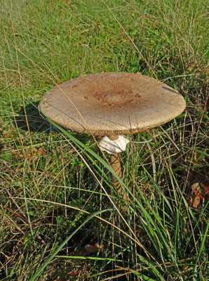 Macrolepiota procera - Grote parasolzwam