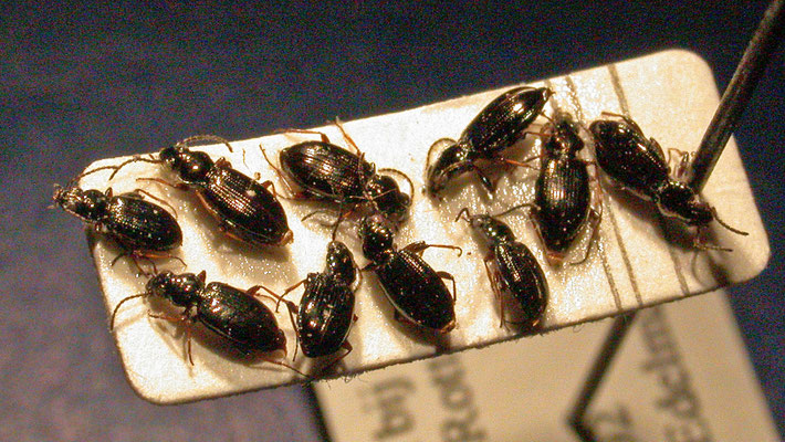 Bembidion lampros