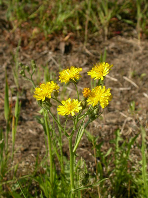 Crepis capillaris - Klein streepzaad