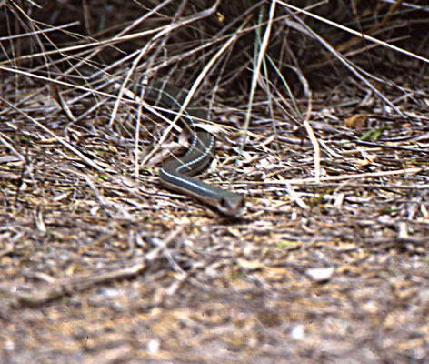 Striped Whipsnake
