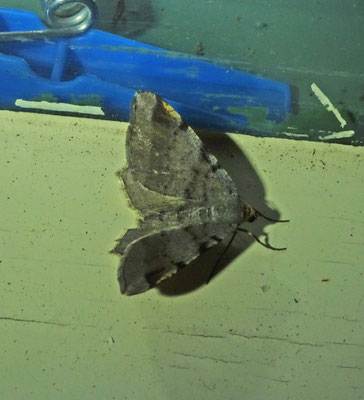 Macaria liturata - Gerimpelde spanner