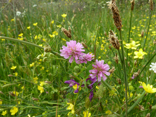 Trifolium resupinatum