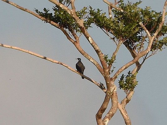 Bare-necked Fruitcrow
