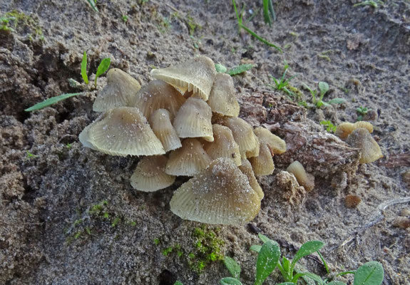 Mycena olivaceomarginata - Bruinsnedemycena