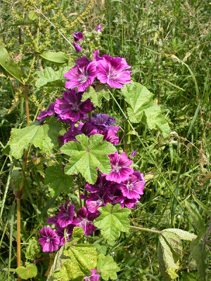 Tuinkaasjeskruid - Malva sylvestris (cultivar)