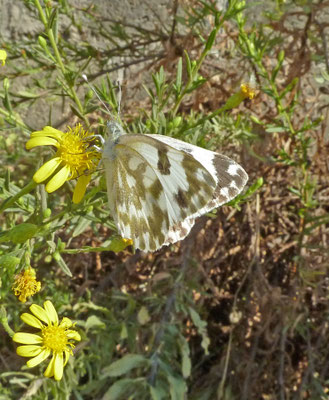 Pontia edusa