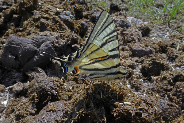 Iphiclides podalirius - Koningspage