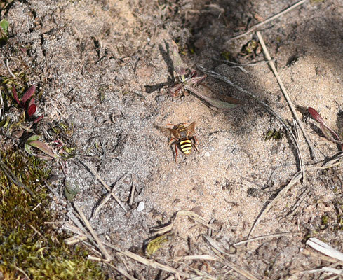 Strijbeekse Heide