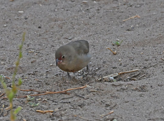 Lagonosticta senegala - Red-billed Firefinch