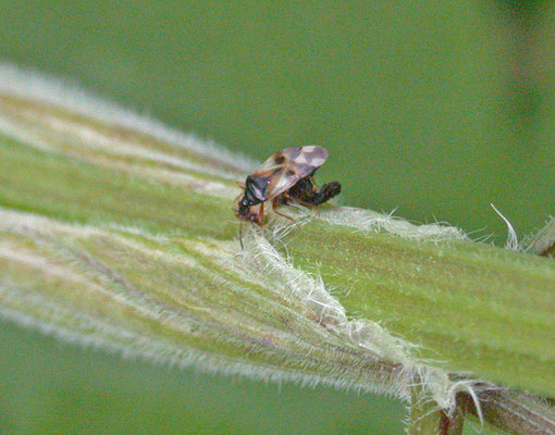 Anthocoris nemorum - Gewone bloemwants