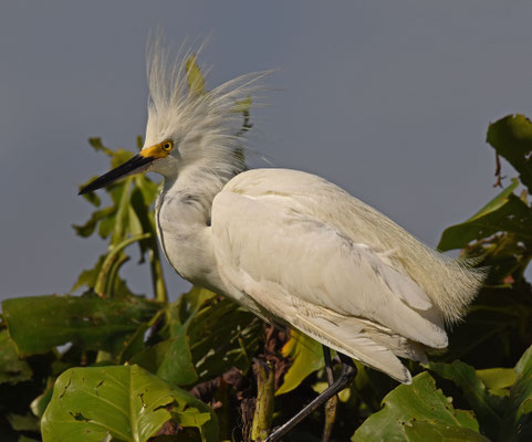 Snowy Egret
