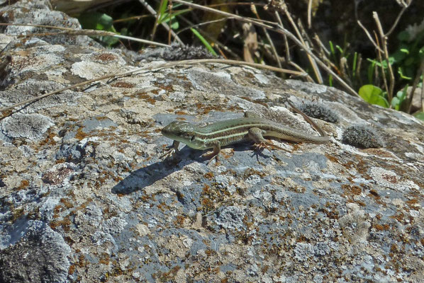 Podarcis erhardii