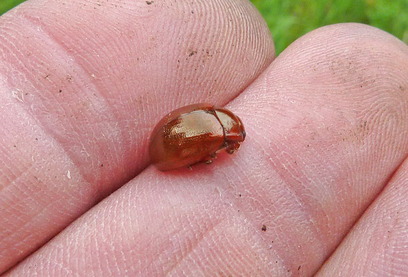 Chrysolina staphylaea - Roodbruine goudhaan