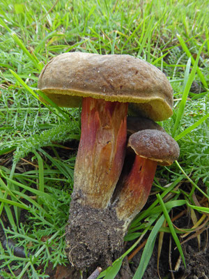 Xerocomellus pruinatus - Purperbruine fluweelboleet