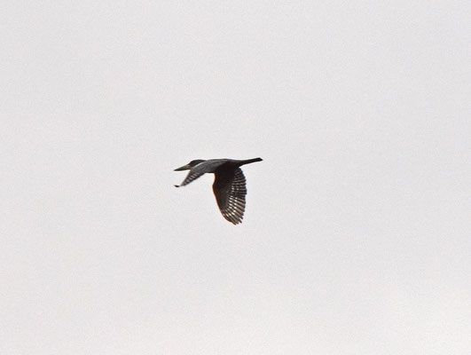 Ringed Kingfisher