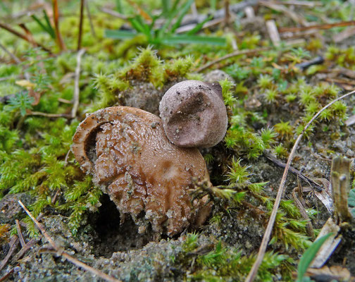 Geastrum minimum-Kleine aardster