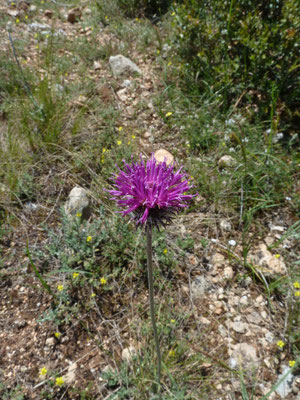 Centaurea polyacantha