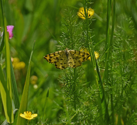 Boterbloemje