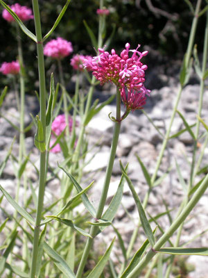 Centranthus ruber - Rode spoorbloem