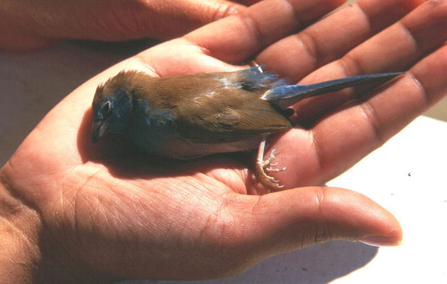 Uraeginthus bengalus - Red-cheeked Cordonbleu