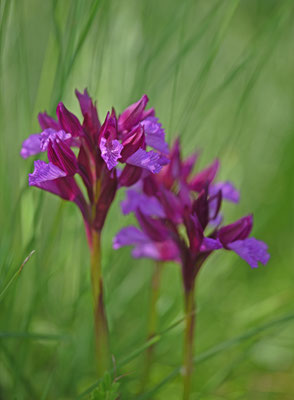 Vlinderorchis