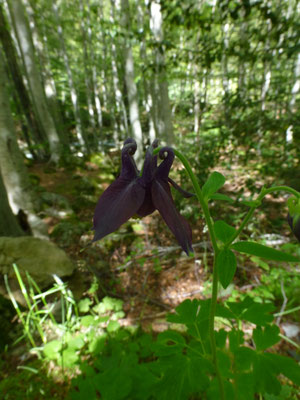 Aquilegia atrata - Donkere akelei