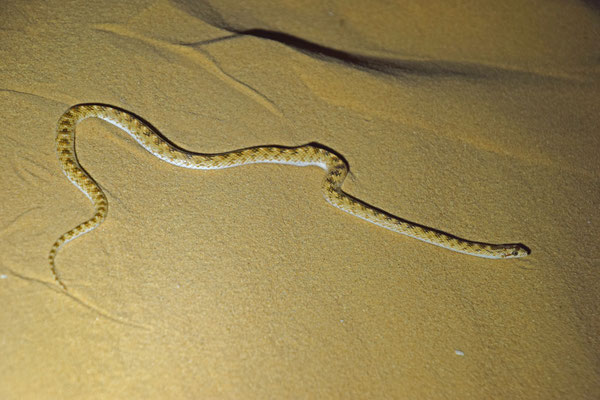 Lytorhynchus diadema