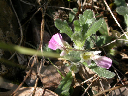 Ajuga iva