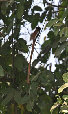 Terpsiphone viridis - African Paradise-Flycatcher