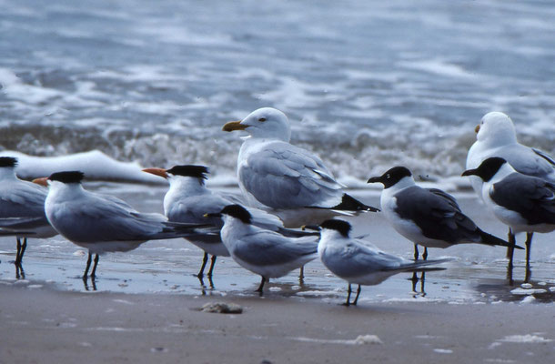 Royal Tern, Sandwich Tern, Laughing Gull, American Herring Gull