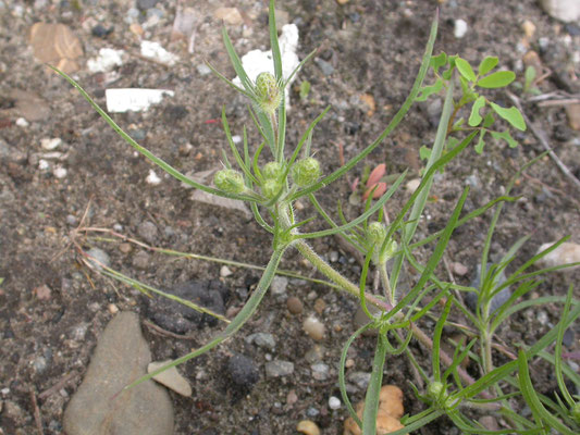 Plantago arenaria - Zandweegbree