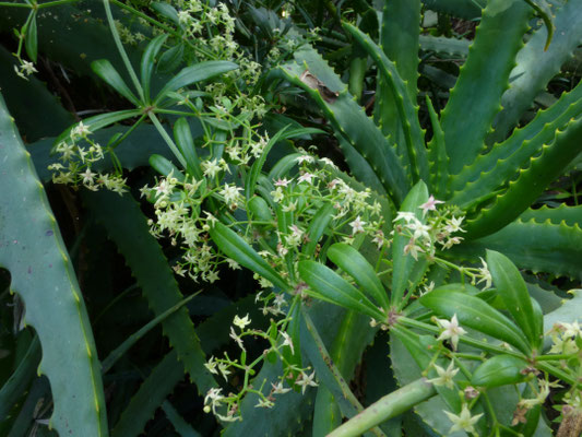 Rubia peregrina