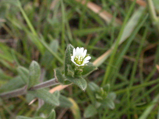 Cerastium fontanum - Gewone hoornbloem