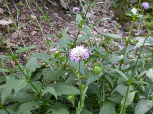 Knautia dipsacifolia - Bergknautia