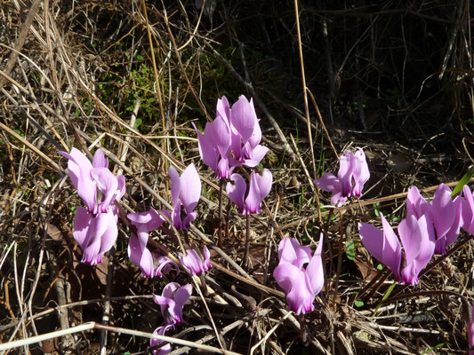 Cyclamen graecum