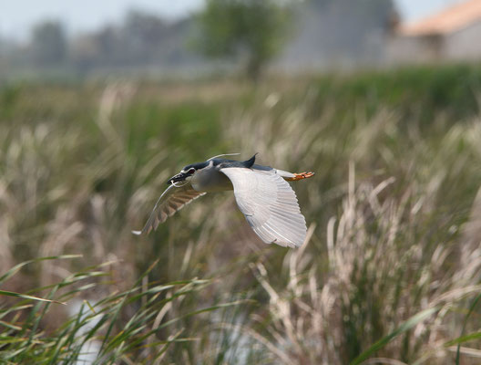 Kwak