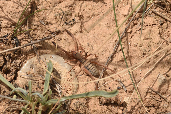 kameelspin Gluvia dorsalis