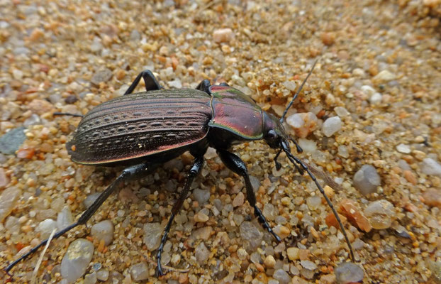 Carabus morbillosus