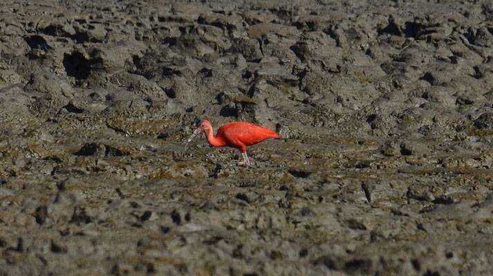 Red Ibis