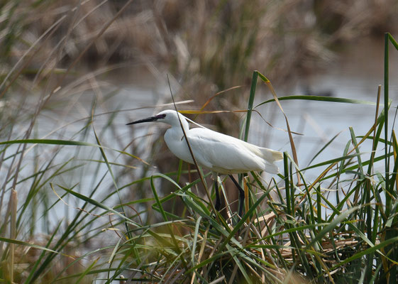 Kleine Zilverreiger