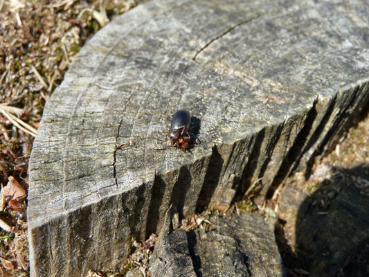 Formica rufa - Behaarde rode bosmier