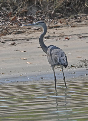 Ardea melanocephala - Black-headed Heron