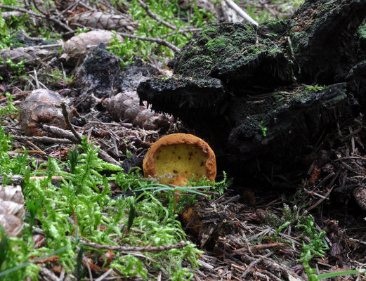 Buchwaldoboletus lignicola - Houtboleet
