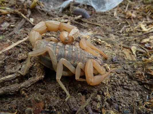 Mesobuthus gibbosus
