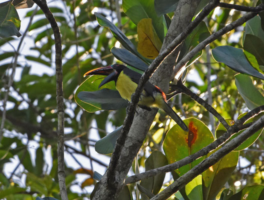 Green Aracari