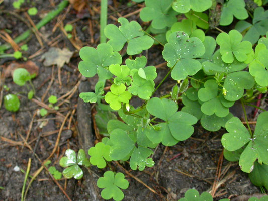 Oxalis stricta - Stijve klaverzuring