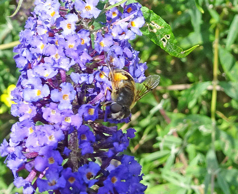 Eristalis horticola - Bosbijvlieg