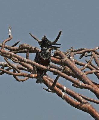 Megaceryle maxima - Giant Kingfisher