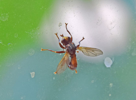 Sicus ferrugineus - Roestbruine kromlijf 