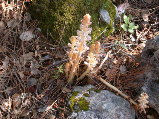 Orobanche amethystea